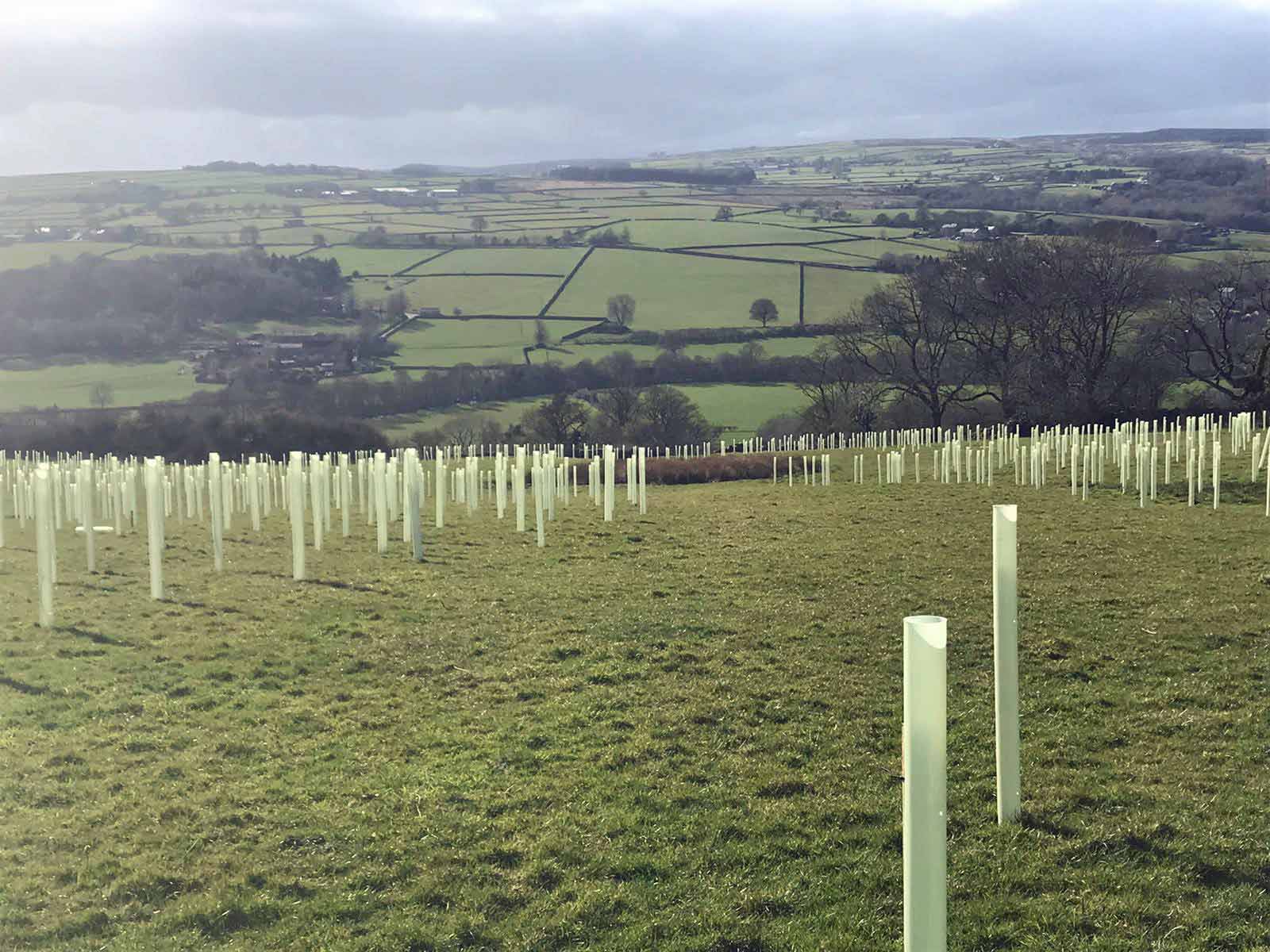New planting at the reserve