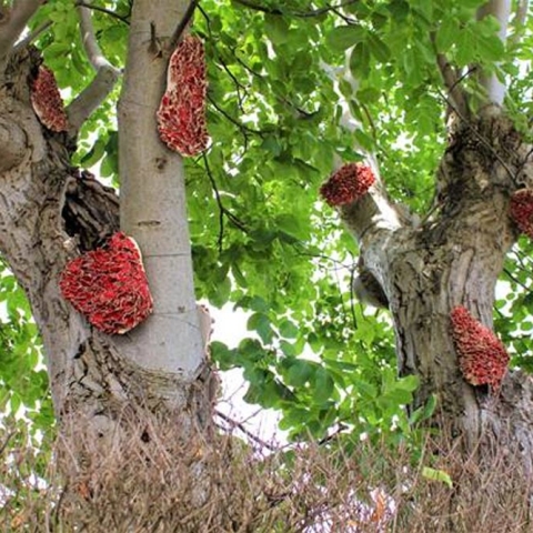 ‘We Only Print in Blood Red’ by Sally Barker