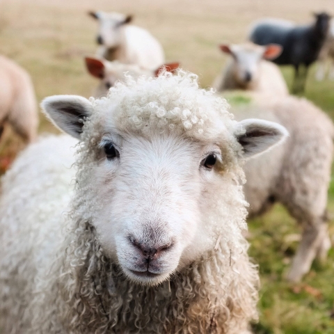 sheep