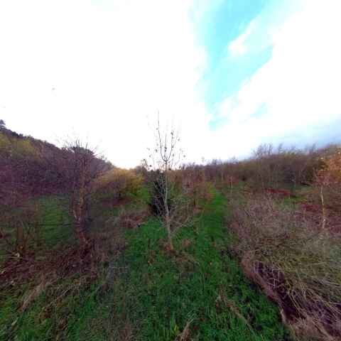 Rotary Woods