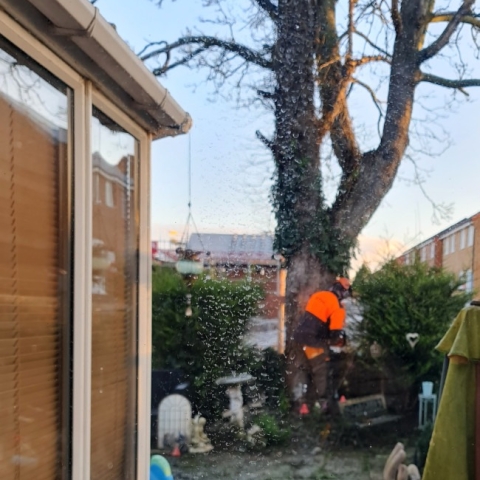 Aldborough Gate tree