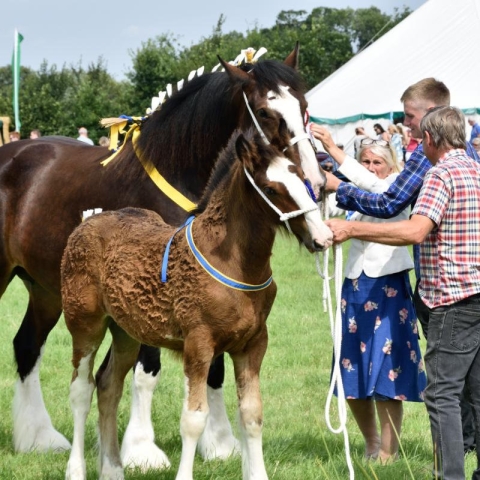 Tockwith Show
