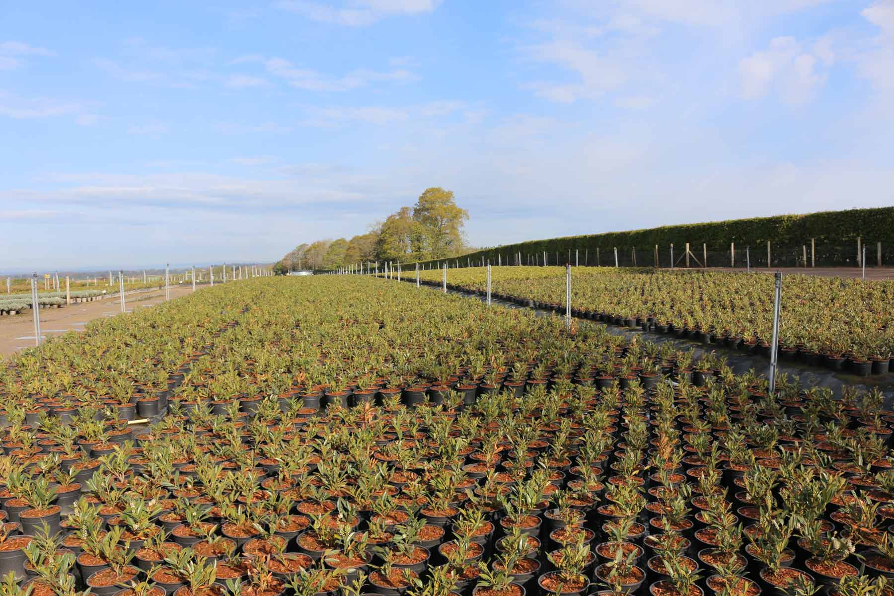 Nursery beds full of plants - Johnsons of Whixley