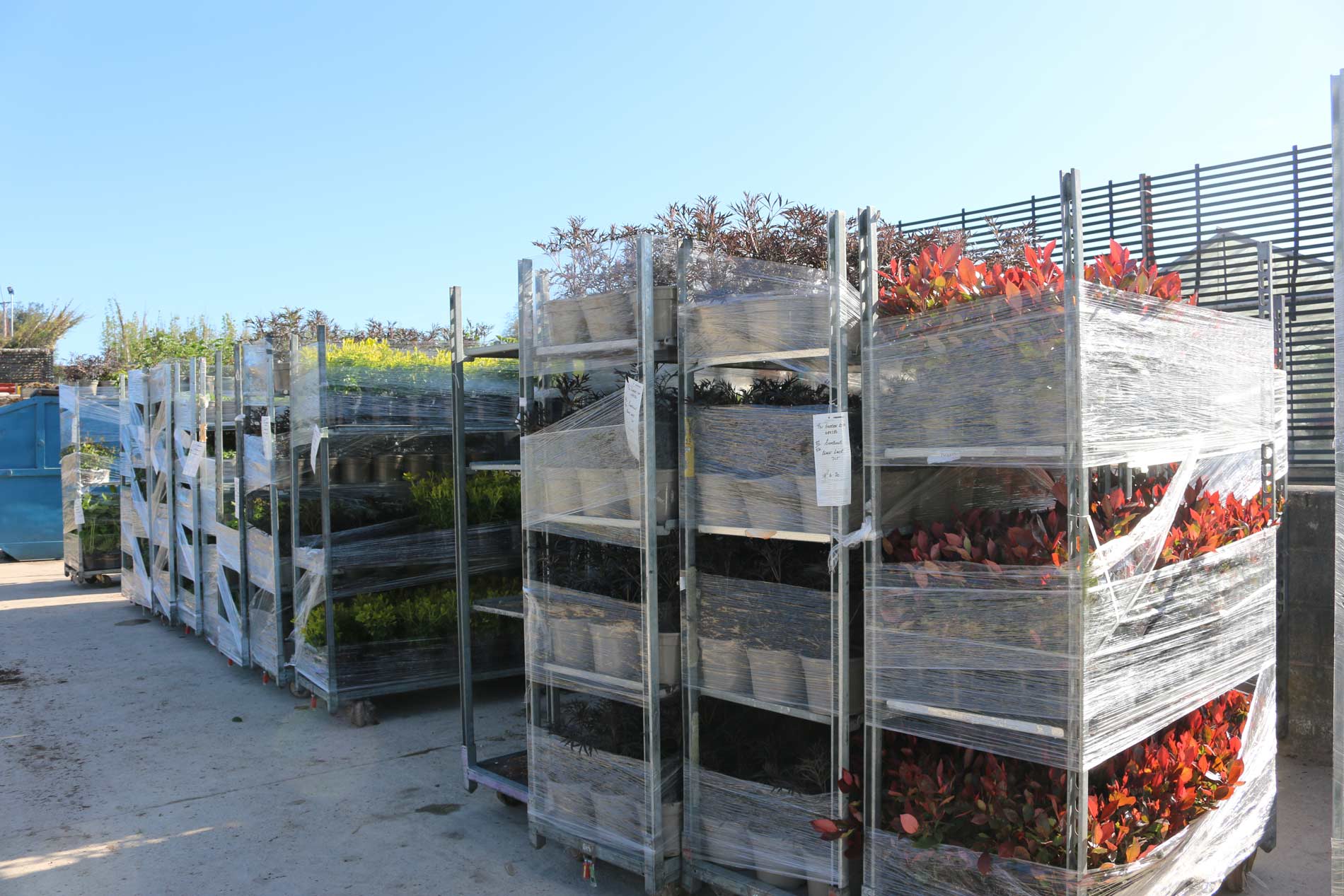 Orders ready for delivery after Plant Health checks - Johnsons of Whixley