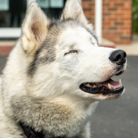 Loki
