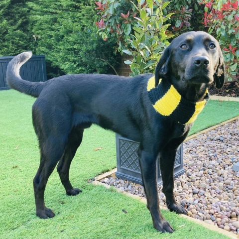 The Harrogate Town AFC "Woofler"