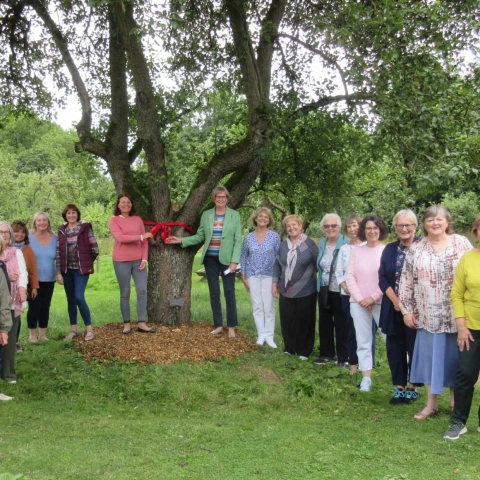 Harrogate and District Soroptimist's Sponsor 100-year-old pear tree in the Ripon Walled Garden