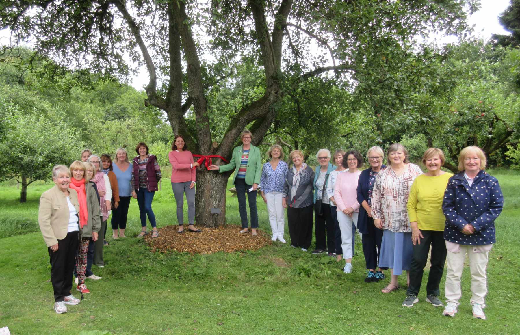 Harrogate and District Soroptimist's Sponsor 100-year-old pear tree in the Ripon Walled Garden