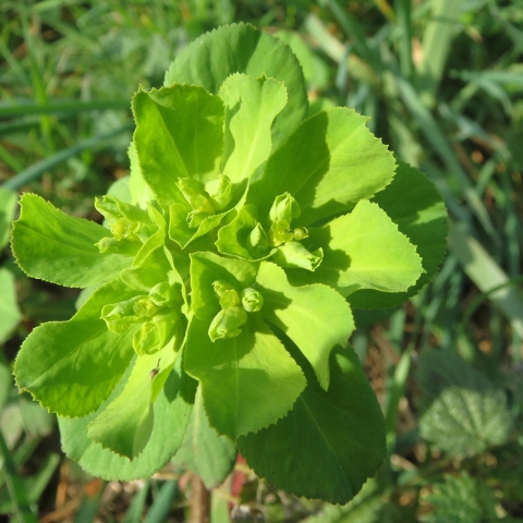Sun Spurge (Euphorbia helioscopia)