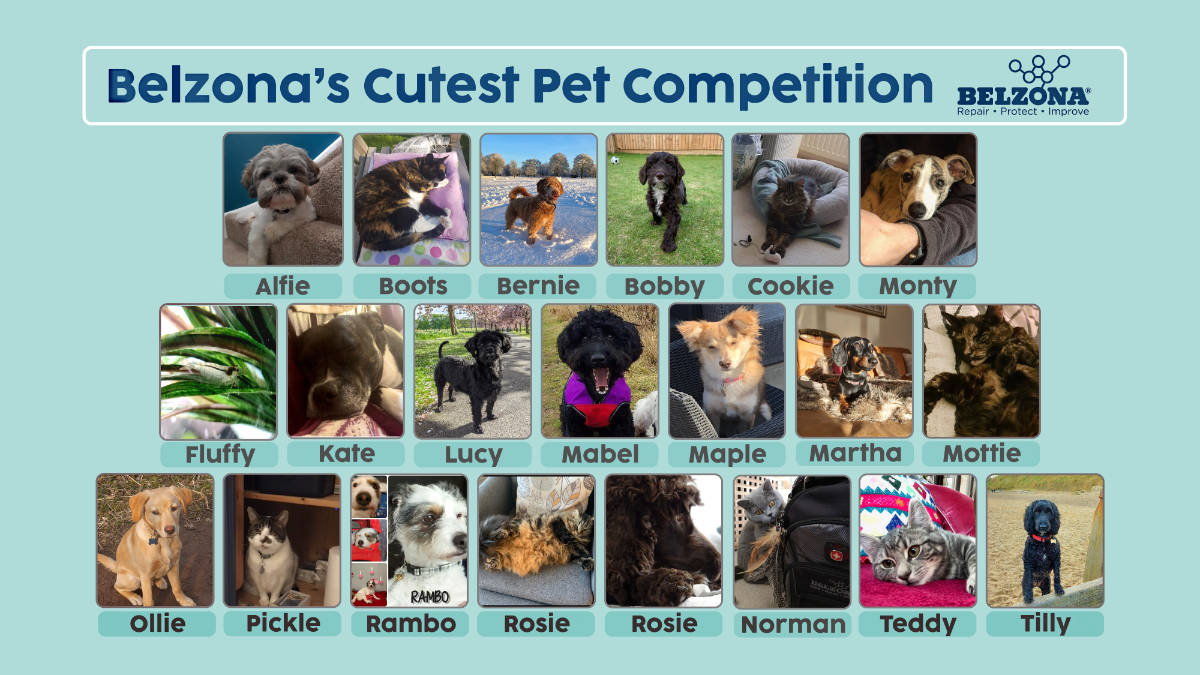 Fury friends help to raise funds in Belzona’s Cutest Pet Competition