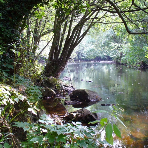nidd gorge