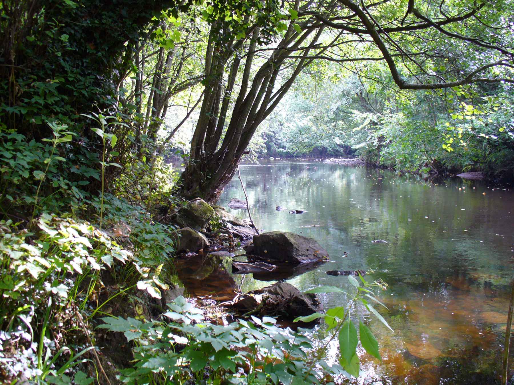 nidd gorge