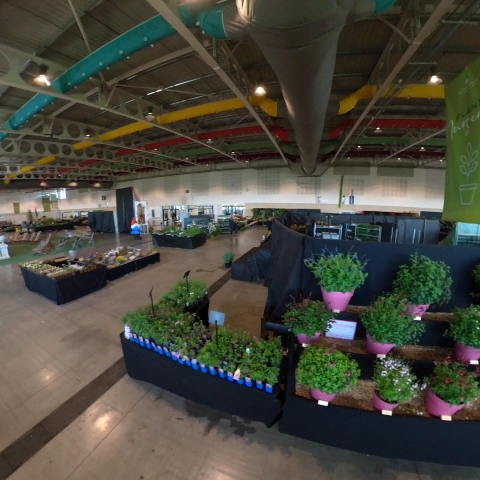harrogate flower show 2022