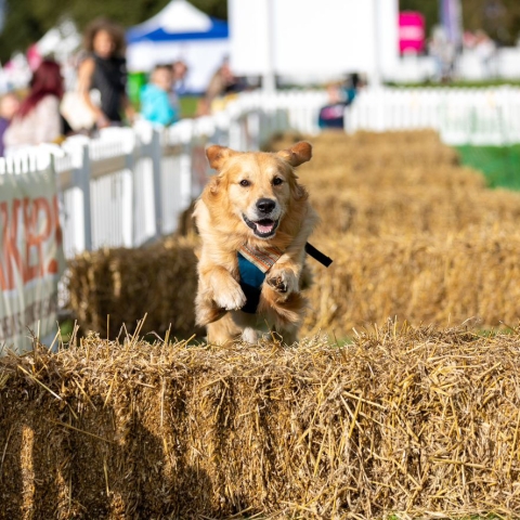dogfest