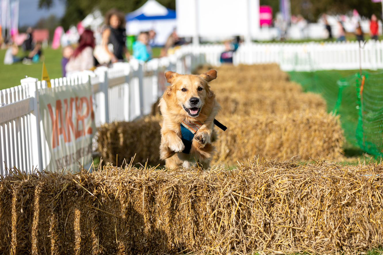 dogfest