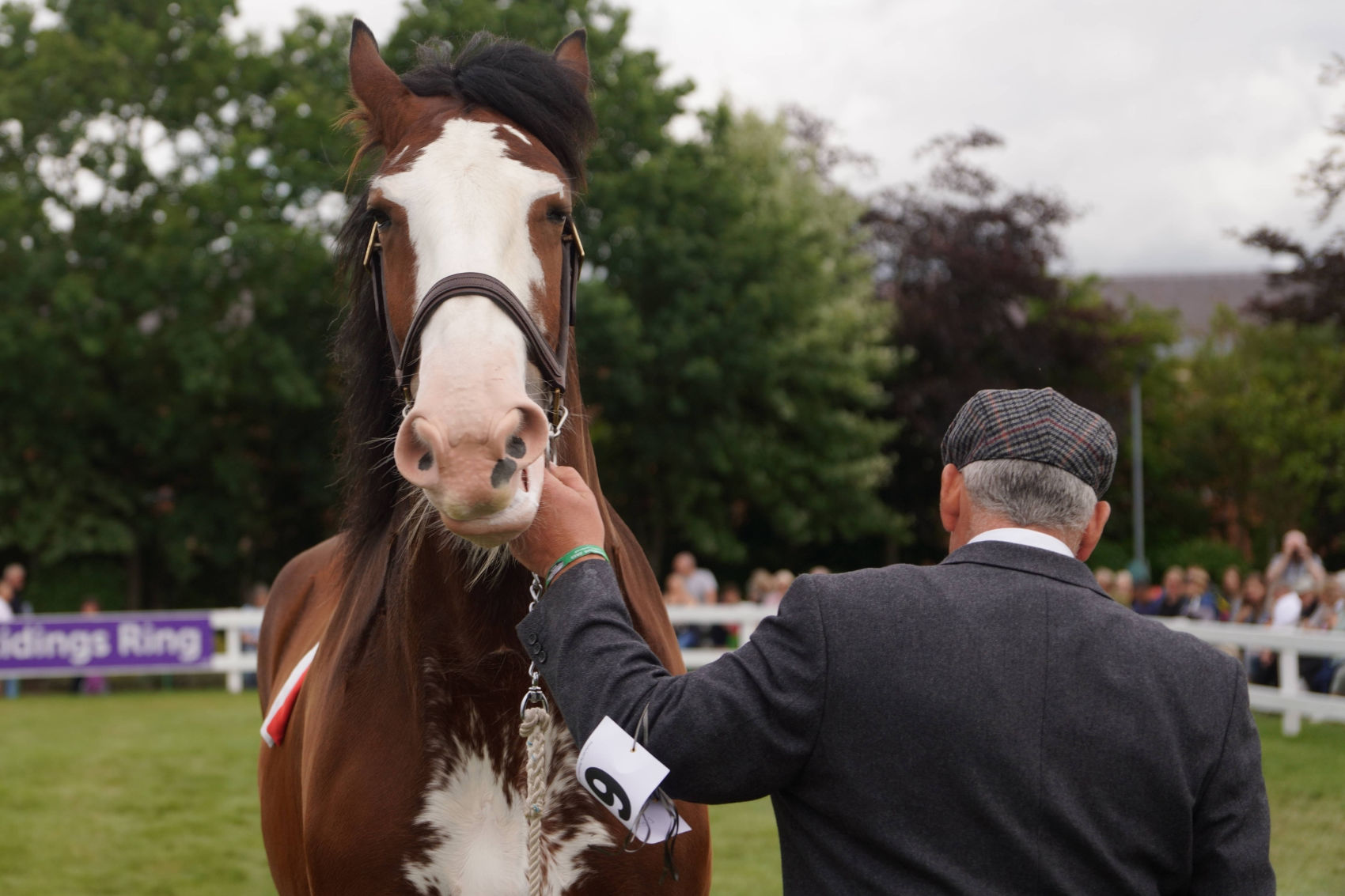 Great Yorkshire Show 2023