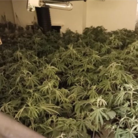 cannabis grow harrogate