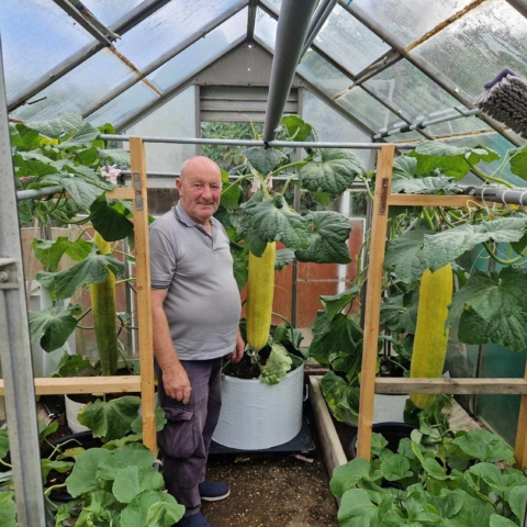 Joe Atherton tending his giant cucumbers ready for the Harrogate Autumn Flower Show