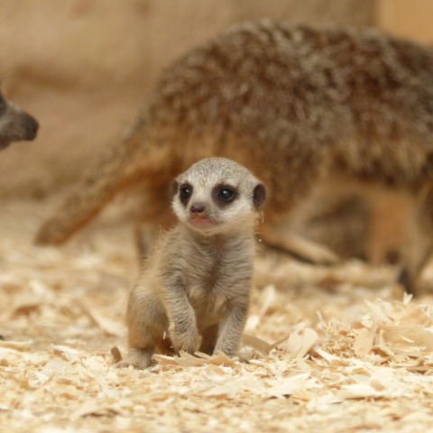meerkat pup leeds