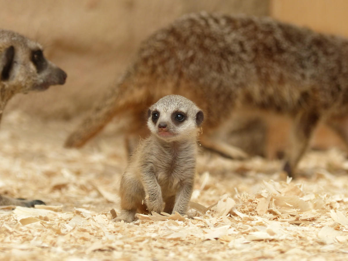 meerkat pup leeds