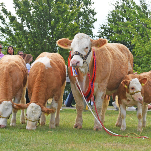 Champion Simmental with three heffers. Pictured John Barlow of Barlow Brothers Preston with Simmental Coe with three heffers.