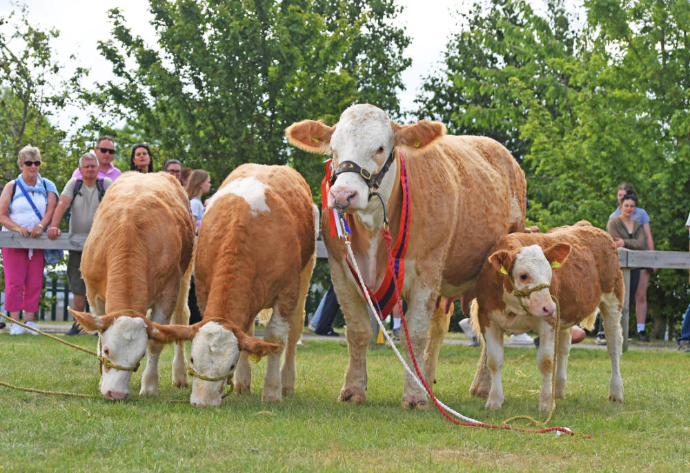 Champion Simmental with three heffers. Pictured John Barlow of Barlow Brothers Preston with Simmental Coe with three heffers.