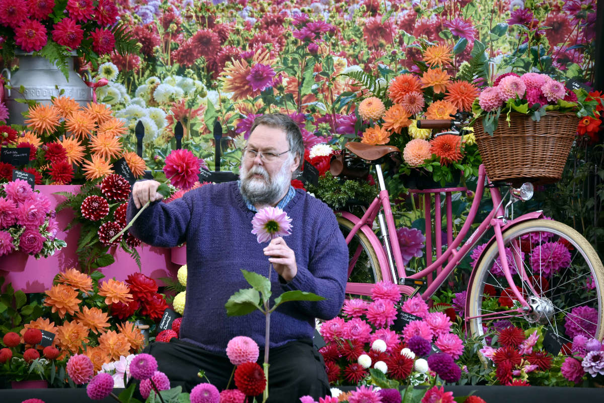 Ian Ledger of the National Dahlia Society which is exhibiting at the Harrogate Autumn Flower Show at Newby Hall near RIpon