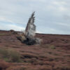 Young black grouse poult takes flight in the North York Moors c.Harry Warren