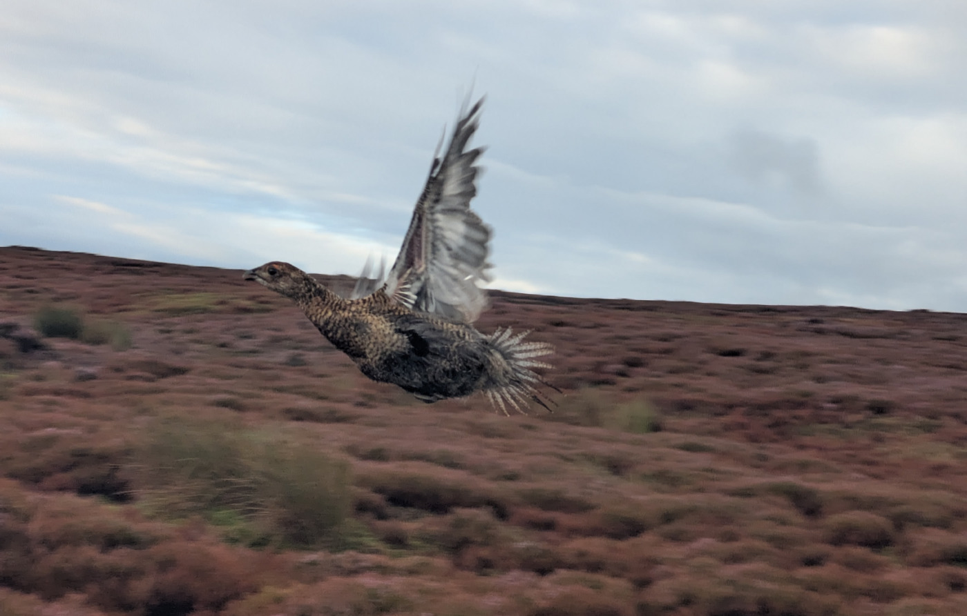 Young black grouse poult takes flight in the North York Moors c.Harry Warren