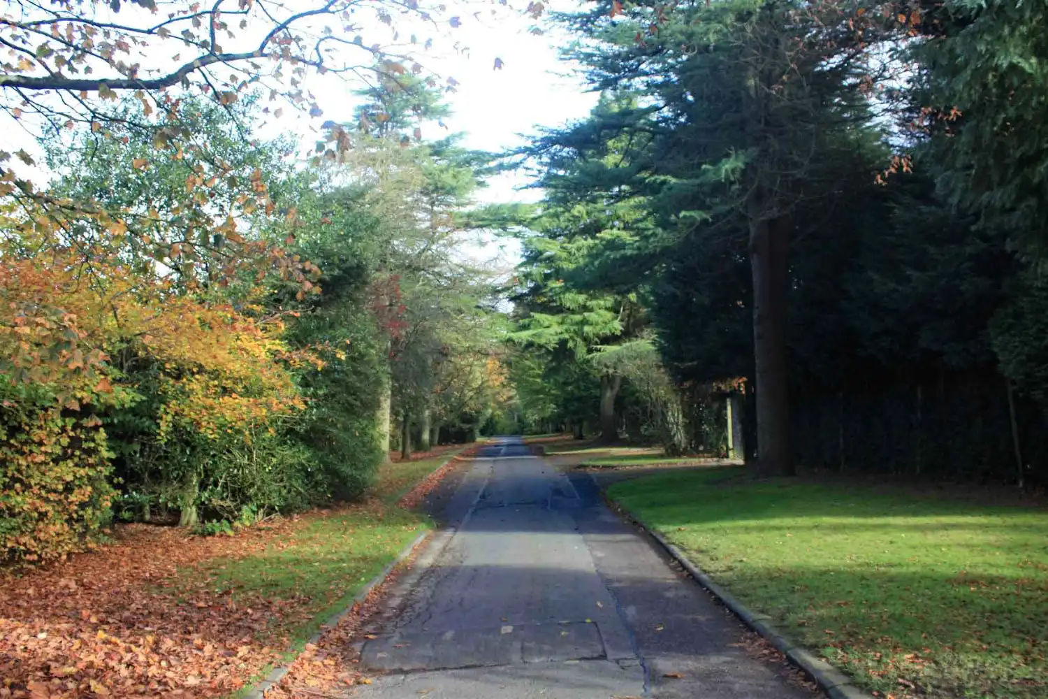Harrogate Pinewoods