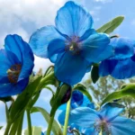 Meconopsis sheldonii ‘Slieve Donald'