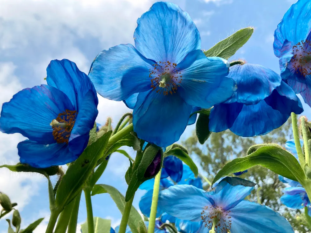 Meconopsis sheldonii ‘Slieve Donald'