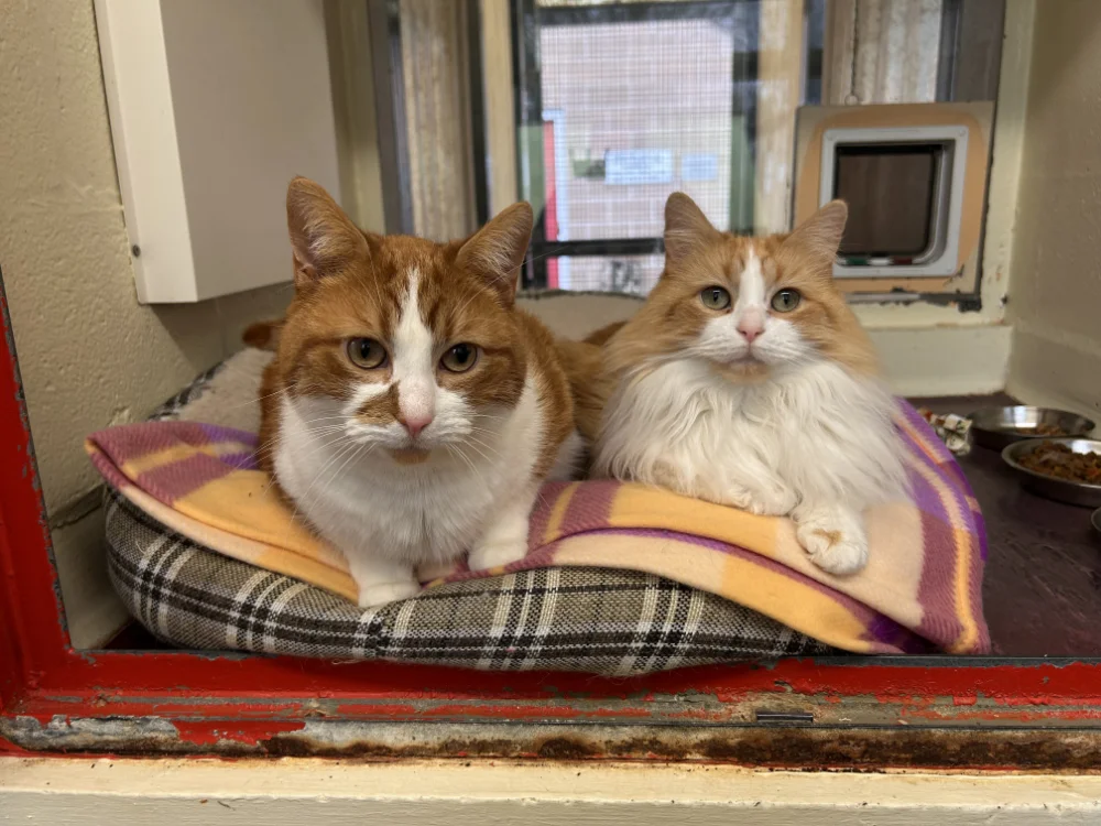 Blade & Mischief
